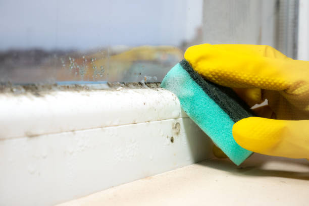 Best Mold Damage Restoration  in Derby, CO